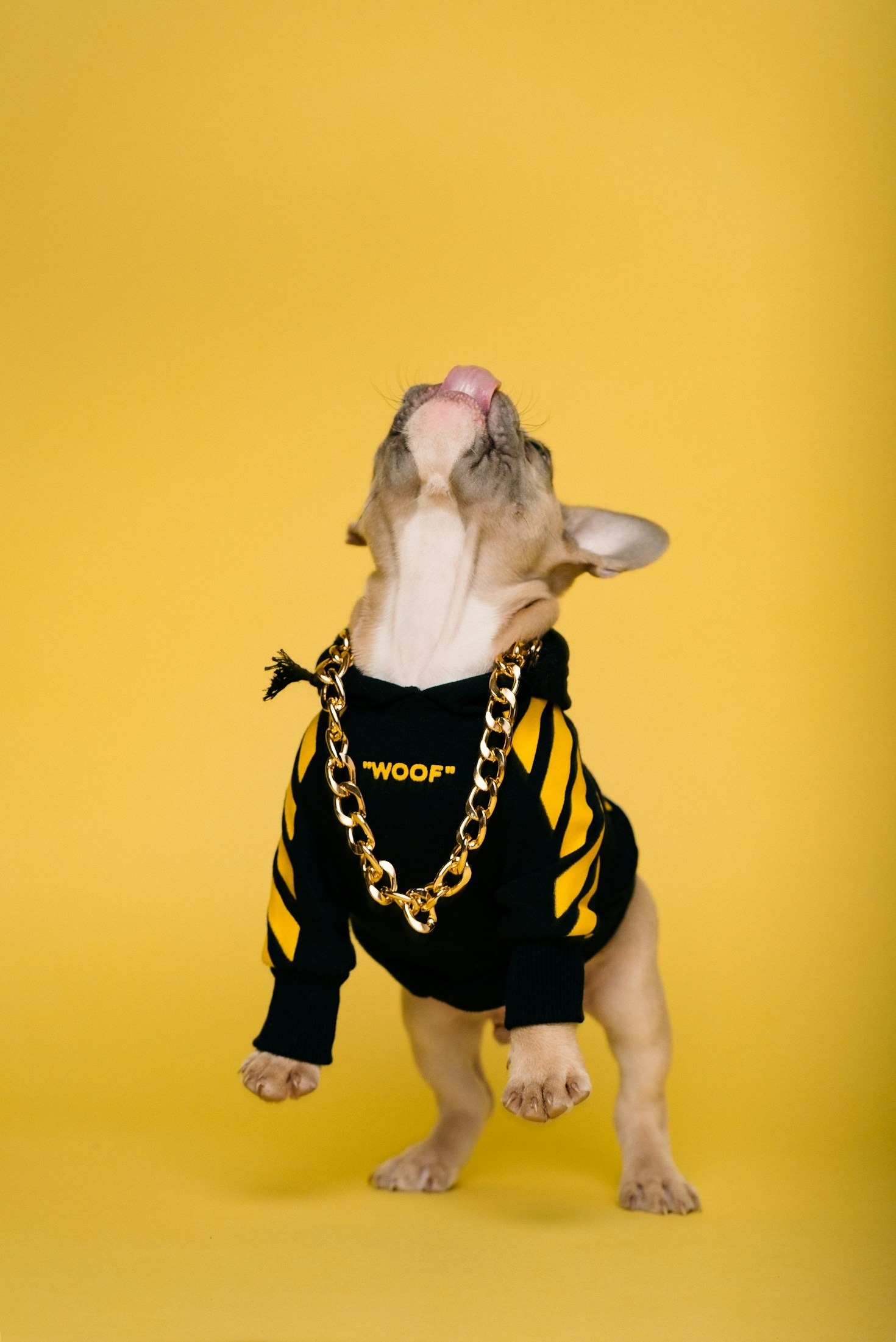 The Ultimate Guide to Pet Travel Essentials