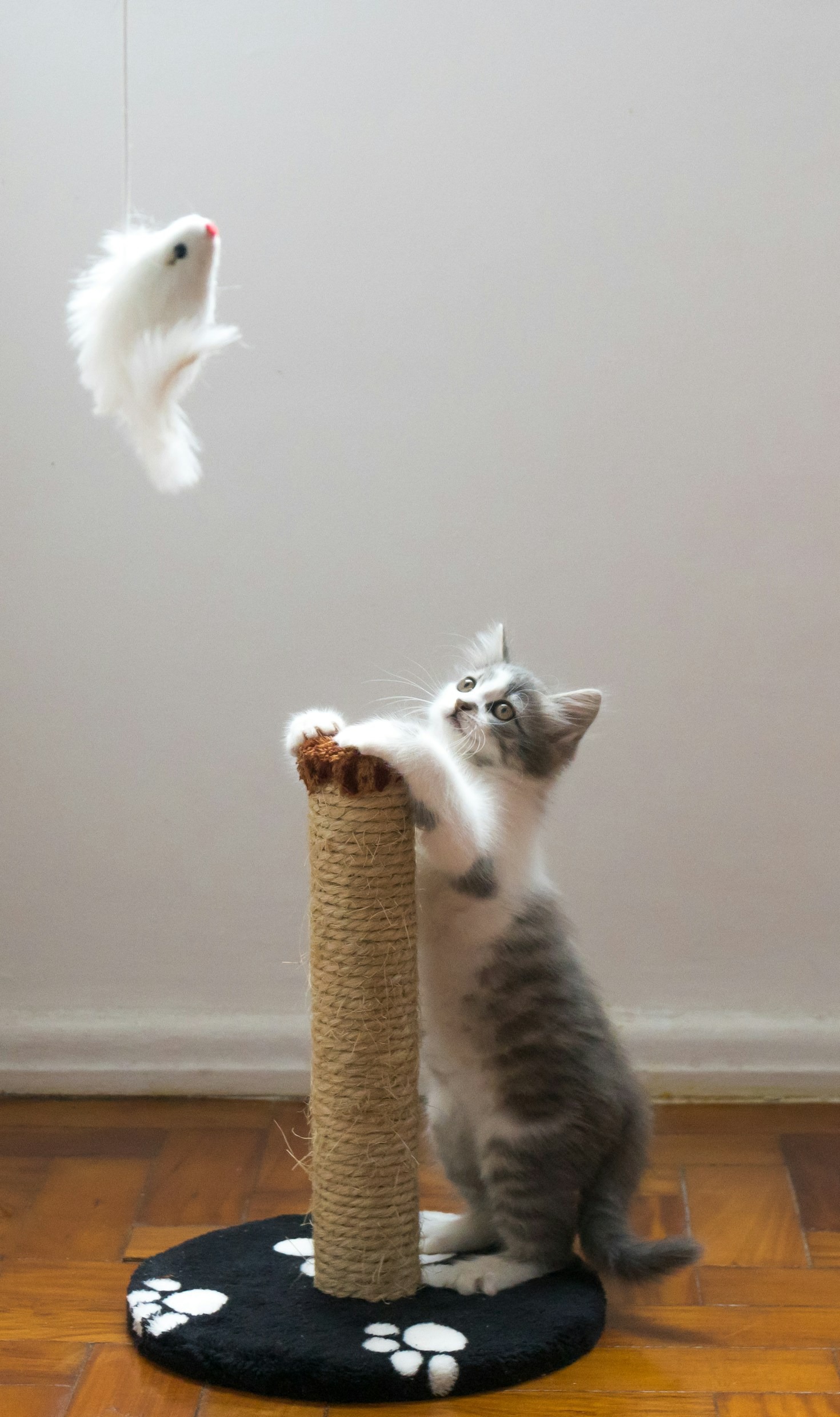 Finding the Right Brands for Your Pet